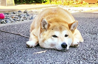 看板犬180625-01