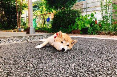 看板犬180731