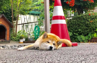 看板犬180704