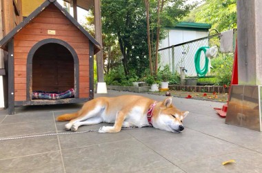 看板犬180830