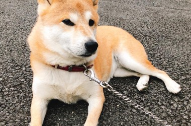 看板犬180904